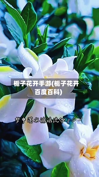 栀子花开手游(栀子花开百度百科)-第3张图片