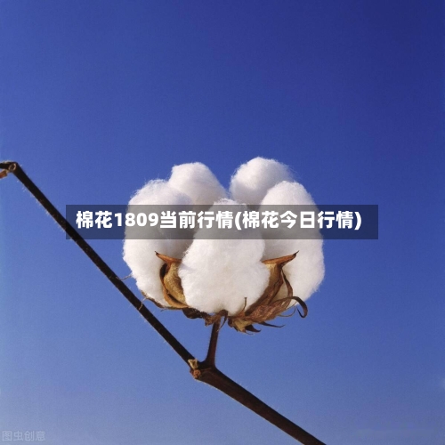 棉花1809当前行情(棉花今日行情)
