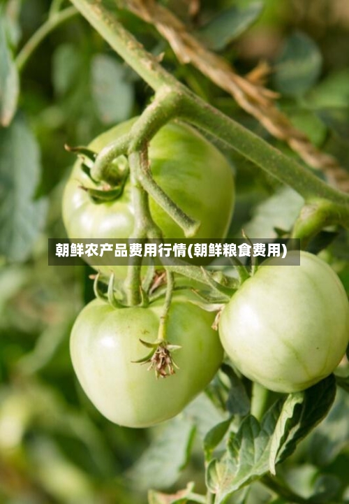 朝鲜农产品费用行情(朝鲜粮食费用)
